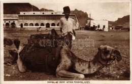 T2 Aden, Camel At Rest After Feeding; Folklore - Non Classificati