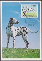 TMA-90 CUBA 1991 SPECIAL CARD PERROS DE RAZAS. DALMATA DOG. - Maximum Cards