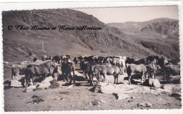 UNE HARDE DE CHEVAUX A LA MONTAGNE - PHOTO - Autres & Non Classés