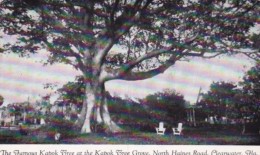 Florida Clearwater Famous Kapok Tree At Kapok Tree Grove North Haines Road - Clearwater