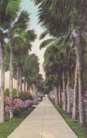 Florida Palm Beach Palm Trees Palmetto Walk Handcolored Albertype - Palm Beach