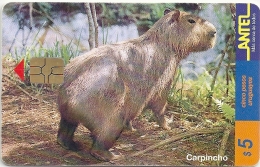 Uruguay - Antel - Carpincho Capybara Animal - TC 90a - 11.1999, 200.000ex, Used - Uruguay