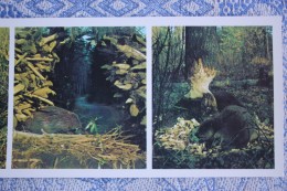 Russia. Voronezh Resort. Beavers - OLD Postcard 1980s -  Beaver / Castor - Mushrooms