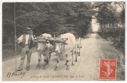 Delcampe - 71 - CHAROLLES (oblitération) - Attelage De Boeufs CHAROLLAIS Dans La Forêt - 1909 - Charolles