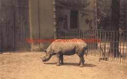 Afrikaanse Neushoorn Zoo Antwerpen - Rhinozeros