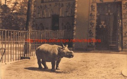Rhinocéros De L'Inde - Rhinozeros
