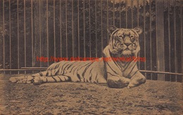 Le Tigre Royal - Tigers