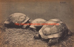 Tortues - Schildpadden