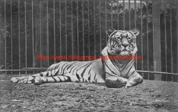 Le Tigre Royal - Tigres