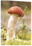 (1111) Champignon - Mushrooms - Pilze