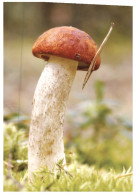 (1111) Champignon - Mushrooms - Pilze