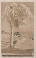 Winter AK Walter Hahn 11937 Berghof Raupennest Bei Altenberg Erzgebirge Zinnwald Cinovec Geising Eichwald Teplitz - Geising