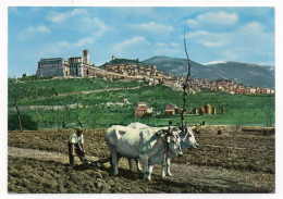 Italie--ASSISI--Paire De Boeufs Au Labour,Vue Générale Au Second Plan,cpsm 15 X 10 N° 71179 éd DACA - Autres & Non Classés