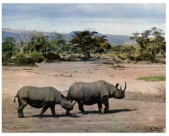 (ORL 248) Africa - Rhinoceros - Neushoorn