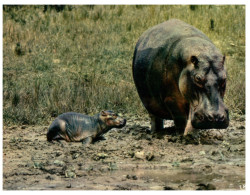 (ORL 248) Africa - Hippopotamus - Flusspferde