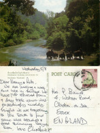 Working Elephants, Thailand Postcard Posted 1987 Stamp - Thaïlande