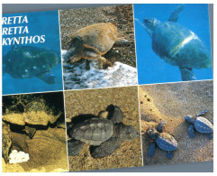 (555) Greece - Zakynthos Tortoises - Tortugas