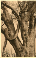 RUANDA_URUNDI(PYTHON) ARBRE - Rwanda