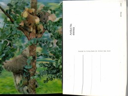 Delcampe - 490988,3D 3 D 3-D Karte Wackelkarte Bear Koala Tiere Baum - Sonstige & Ohne Zuordnung