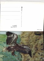 Delcampe - 490971,3D 3 D 3-D Karte Wackelkarte Eagle Adler Greifvogel - Sonstige & Ohne Zuordnung
