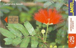 Uruguay - Antel - Plumerillo Rojo Flower - TC 210a - 11.2001, 200.000ex, Used - Uruguay