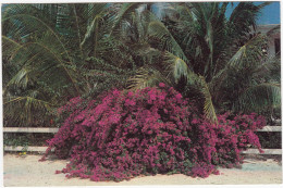 St. Maarten/St. Martin: Colorful Bougainvillea At Coralita Beach Hotel - (Netherlands Antiles/Nederlandse Antillen) - Saint-Martin