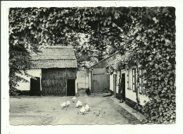 Keerbergen Kempische Hoeve ( Gelopen Kaart ) - Keerbergen