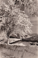 CPSM  9X14 D´ ALLEMAGNE - WINTER Im SCWARZWALD 1954 - Muellheim