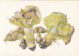 46241- MUSHROOMS - Mushrooms