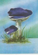 46244- MUSHROOMS - Paddestoelen