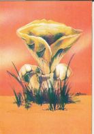 46247- MUSHROOMS - Mushrooms
