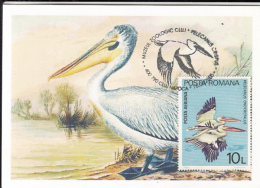 46307- PELICANS, BIRDS, MAXIMUM CARD, 2005, ROMANIA - Pelícanos