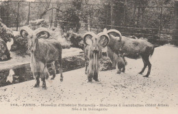 PARIS   75      MUSEUM     D'HISTOIRE      NATURELLE - Parques, Jardines