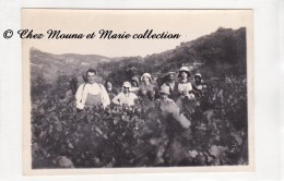 VENDANGES - VENDANGEURS DANS LES VIGNES - RAMASSAGE DU RAISIN - PORTEURS - PHOTO 12 X 8.5 CM - Professions