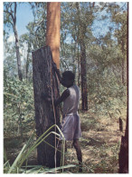 (323) Australia - NT - Striping Bark From Tree Before Painting - Aborigines