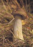 BV1789    MUSHROOM, GRASS, VEGETATION,   POSTCARD. - Champignons