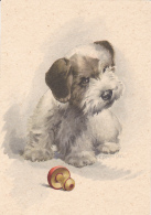 BV1787     MUSHROOMS, LITTLE DOG, PUPPY,  POSTCARD. - Mushrooms