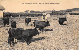 30-AIGUES-MORTES- TAUREAUX SAUVAGES DANS LES PRES - Aigues-Mortes