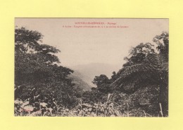 Nouvelles Hebrides - Paysage - Fougere Arborescente - Vanuatu