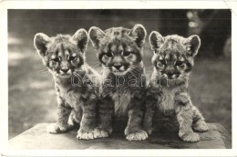 T2/T3 Puma Kölykök, Budapest állatkert / Cougar Cubs (EK) - Unclassified