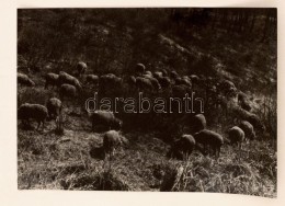 1963 Krisch Béla: Hegyoldalon, Pecséttel Jelzett Vintage FotómÅ±vészeti Alkotás,... - Andere & Zonder Classificatie