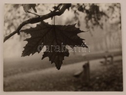 Cca 1964 Darkó István: Åsz, Matricával Jelzett Vintage FotómÅ±vészeti... - Sonstige & Ohne Zuordnung