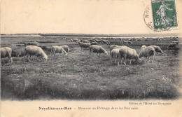 80-NOYELLES-SUR-MER  -MOUTONS AU PÂTURAGE DANS LES PRES SALES - Noyelles-sur-Mer