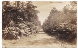 Hawaii, Road To Volcano, Big Island(?) C1910s/20s Vintage Real Photo Postcard - Hawaï