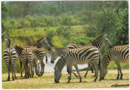 Kenya: ZEBRA'S - Zèbres