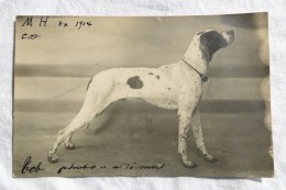 France Hunting Dog  1914  A 114 - Photos