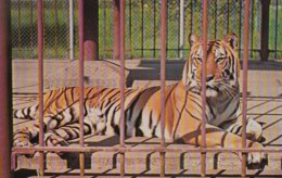 Louisiana Baton Rouge Mike The Tiger L S U Mascot - Tigers