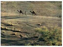 (M+S 260) Africa - Côte Française Des Somalis - Départ Des Caravanes (camels) - Somalie