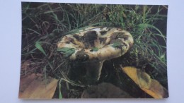 From MUSHROOMS Set  - Lactarius Resimus -  Mushroom - Old Postcard - - Champignon 1990 - Paddestoelen