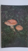 From MUSHROOMS Set  - Lactarius Deliciosus -  Mushroom - Old Postcard - - Champignon 1990 - Mushrooms